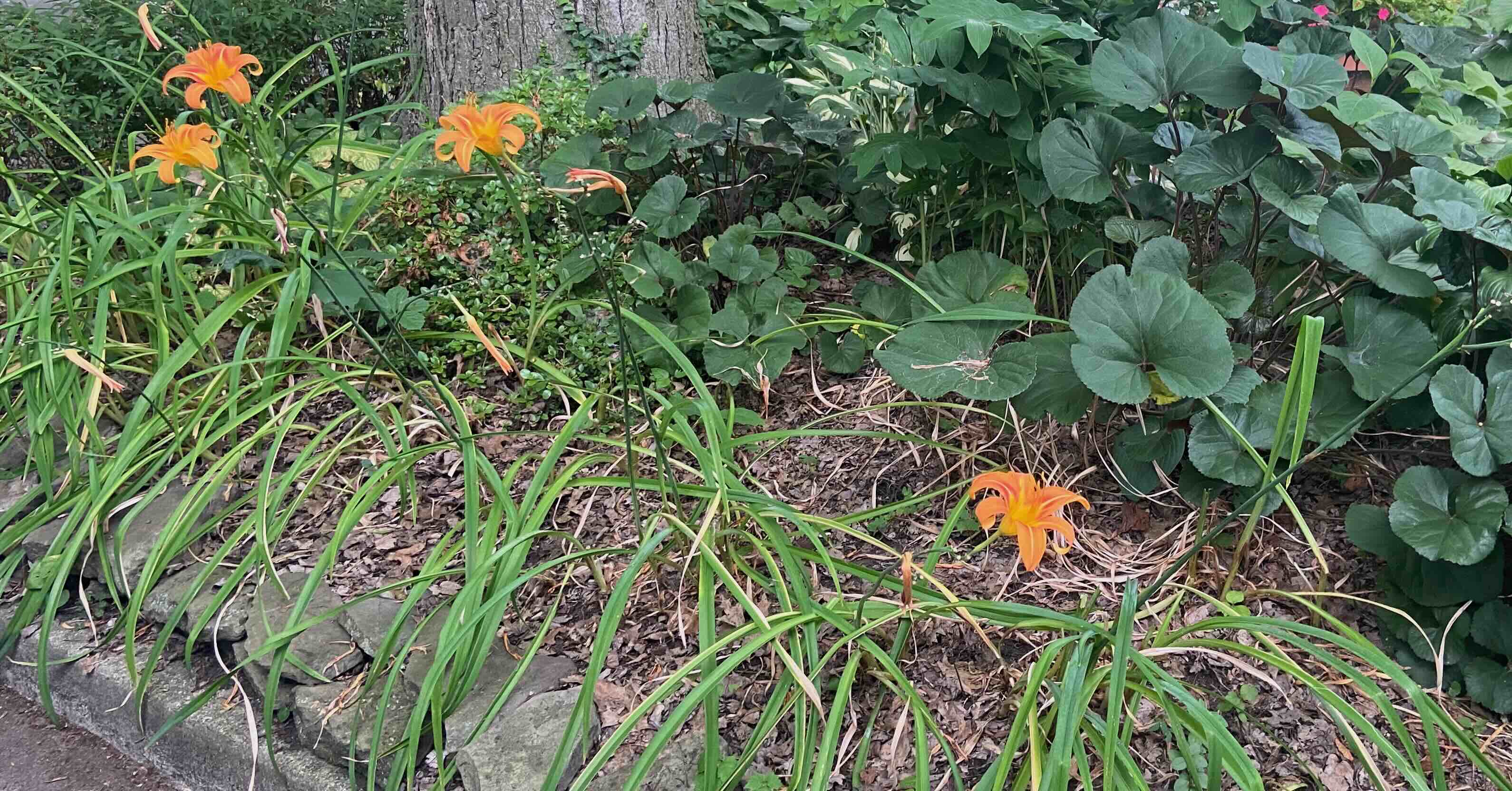 Day Lilies
